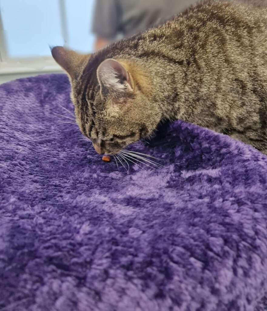 Cat Eating Treats