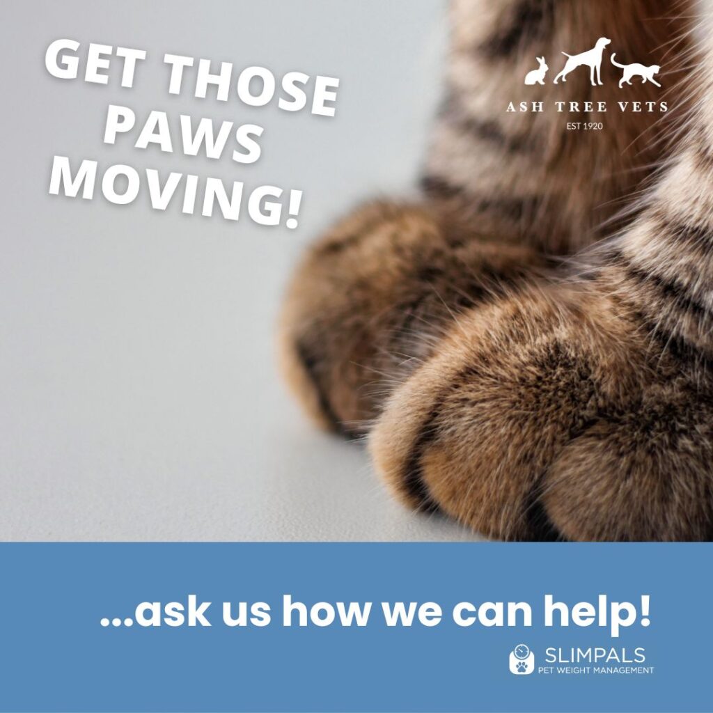 Pet Weight Clinics