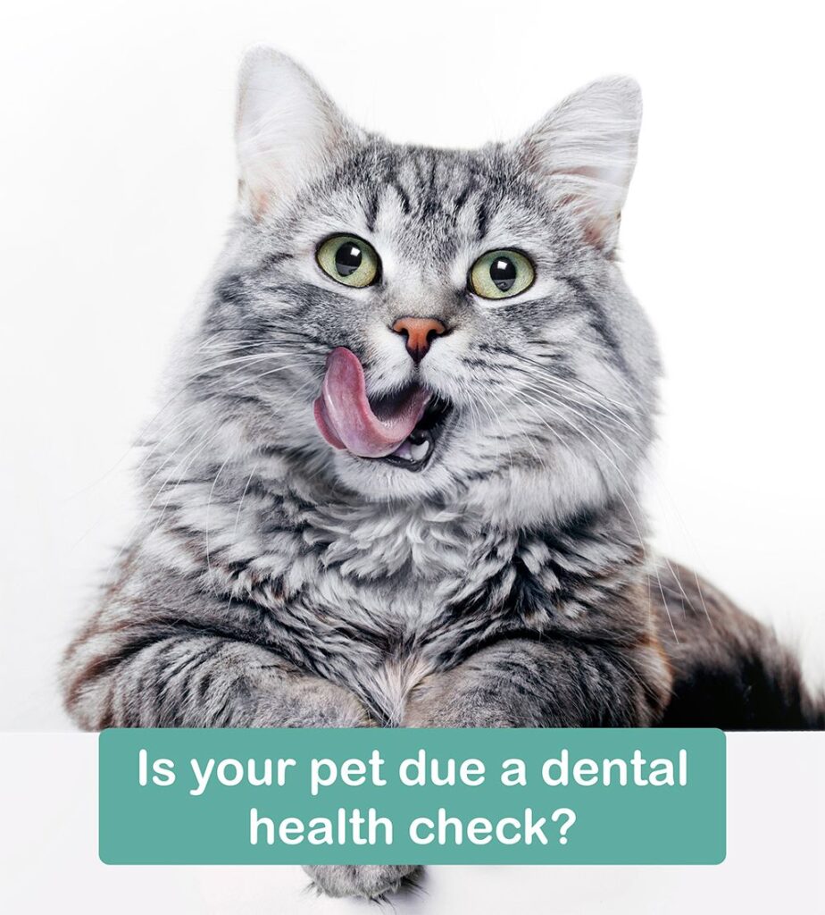 Cat Dental Checks