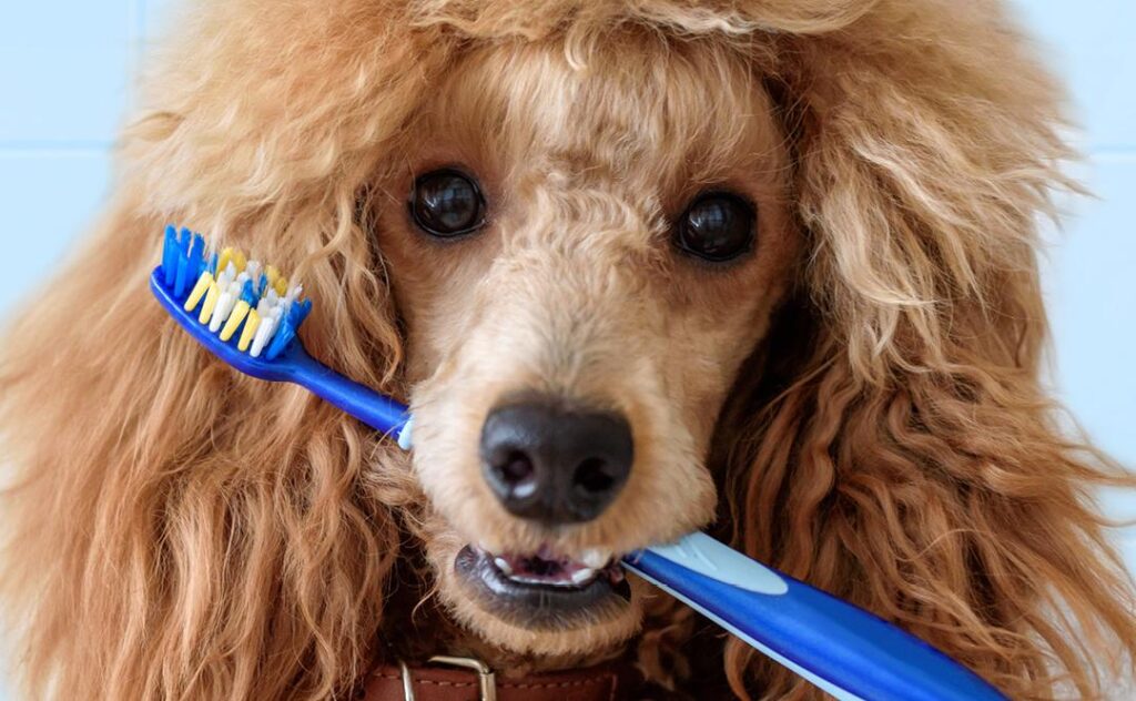 Dog with Toothbrush