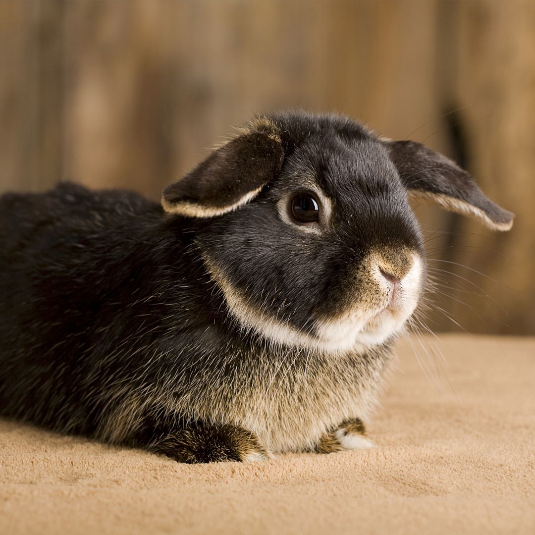 Rabbit