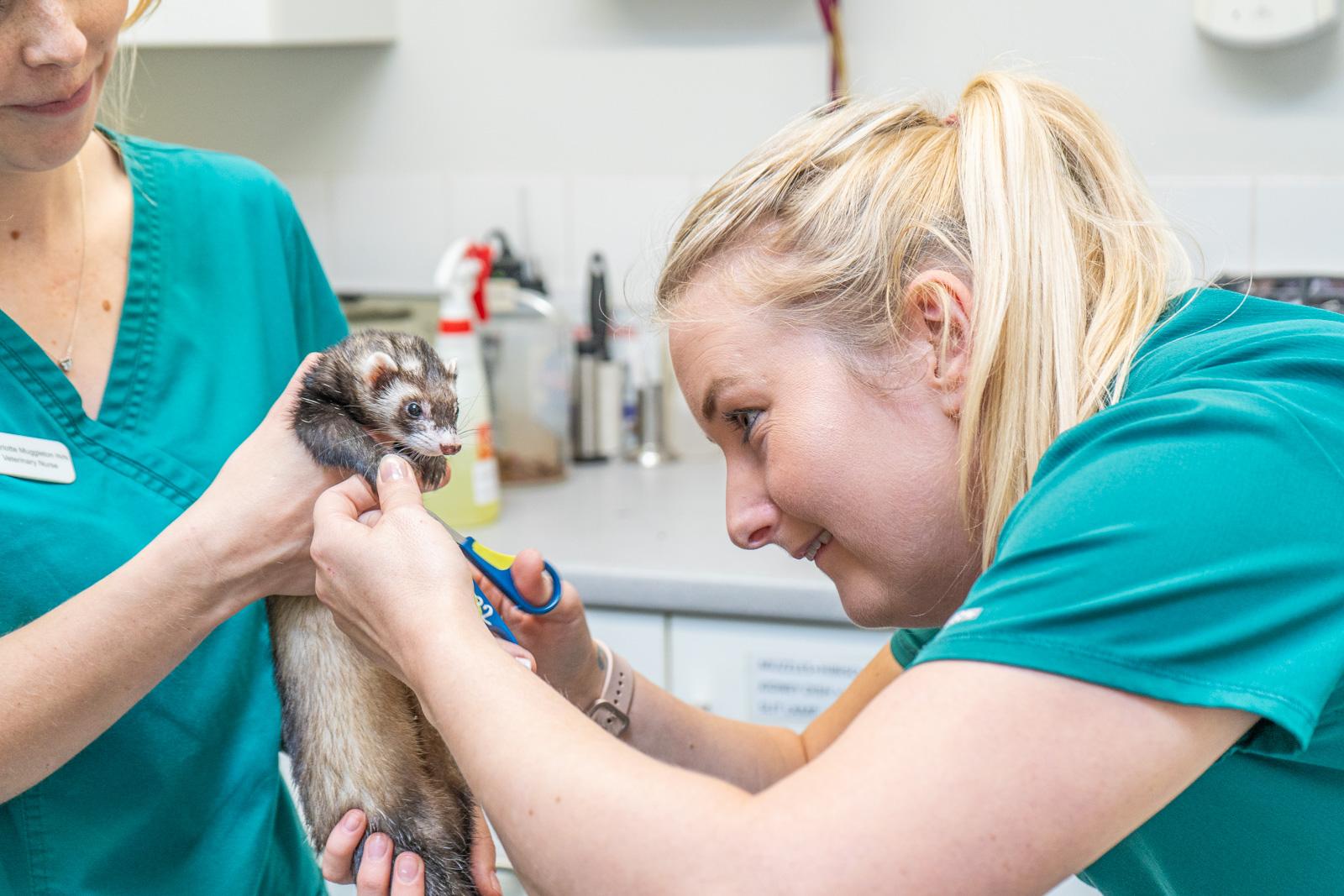 Nurses clipping ferret claws