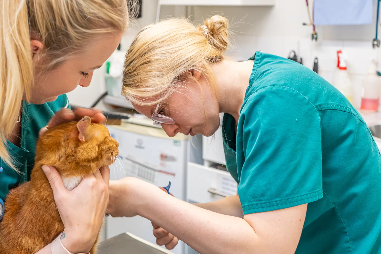 Nurses clipping cat claws