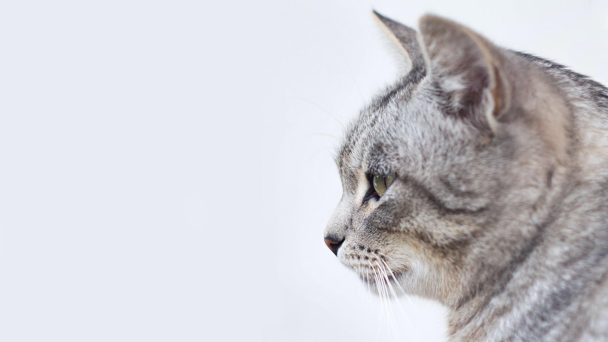Grey Cat