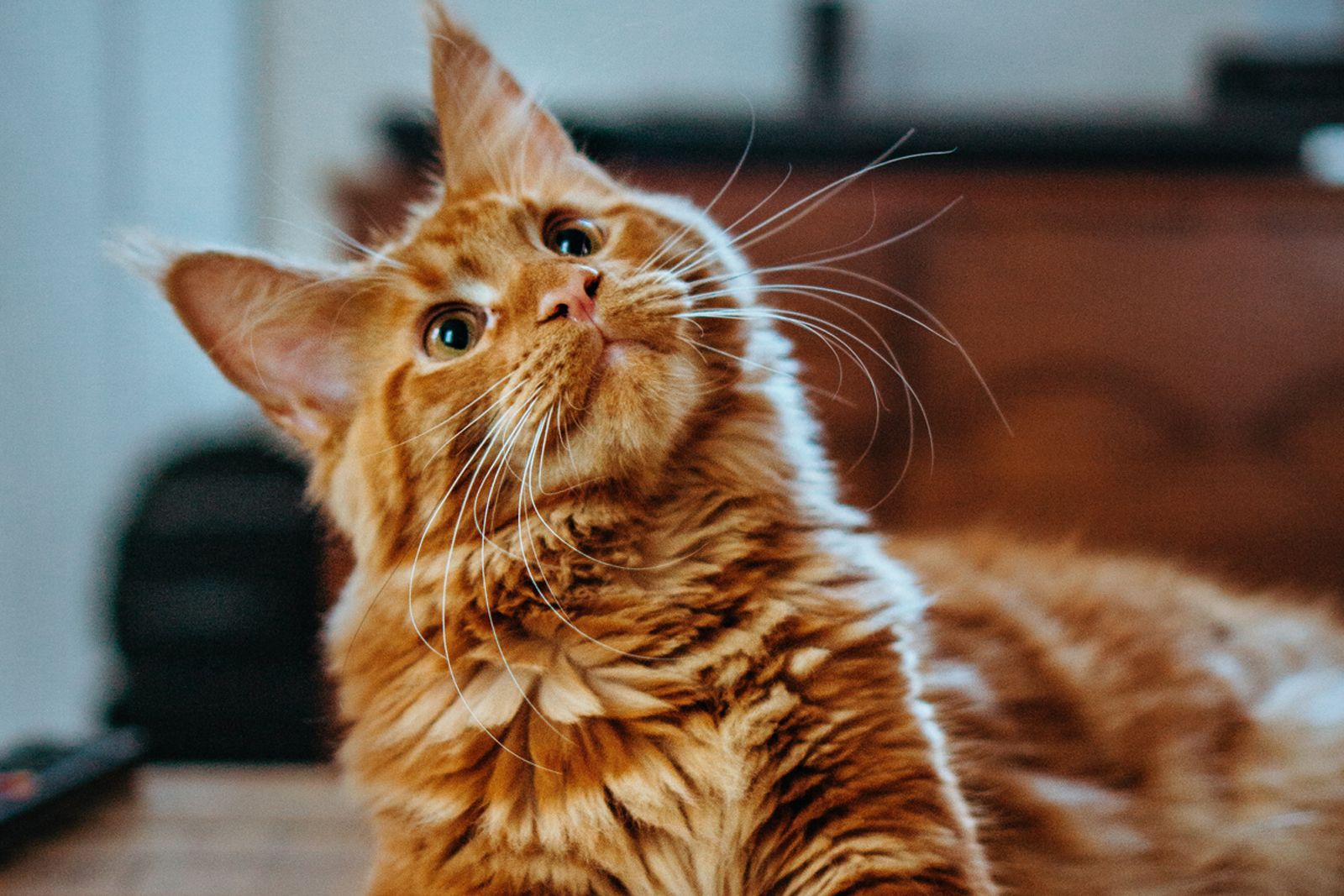 Ginger Cat