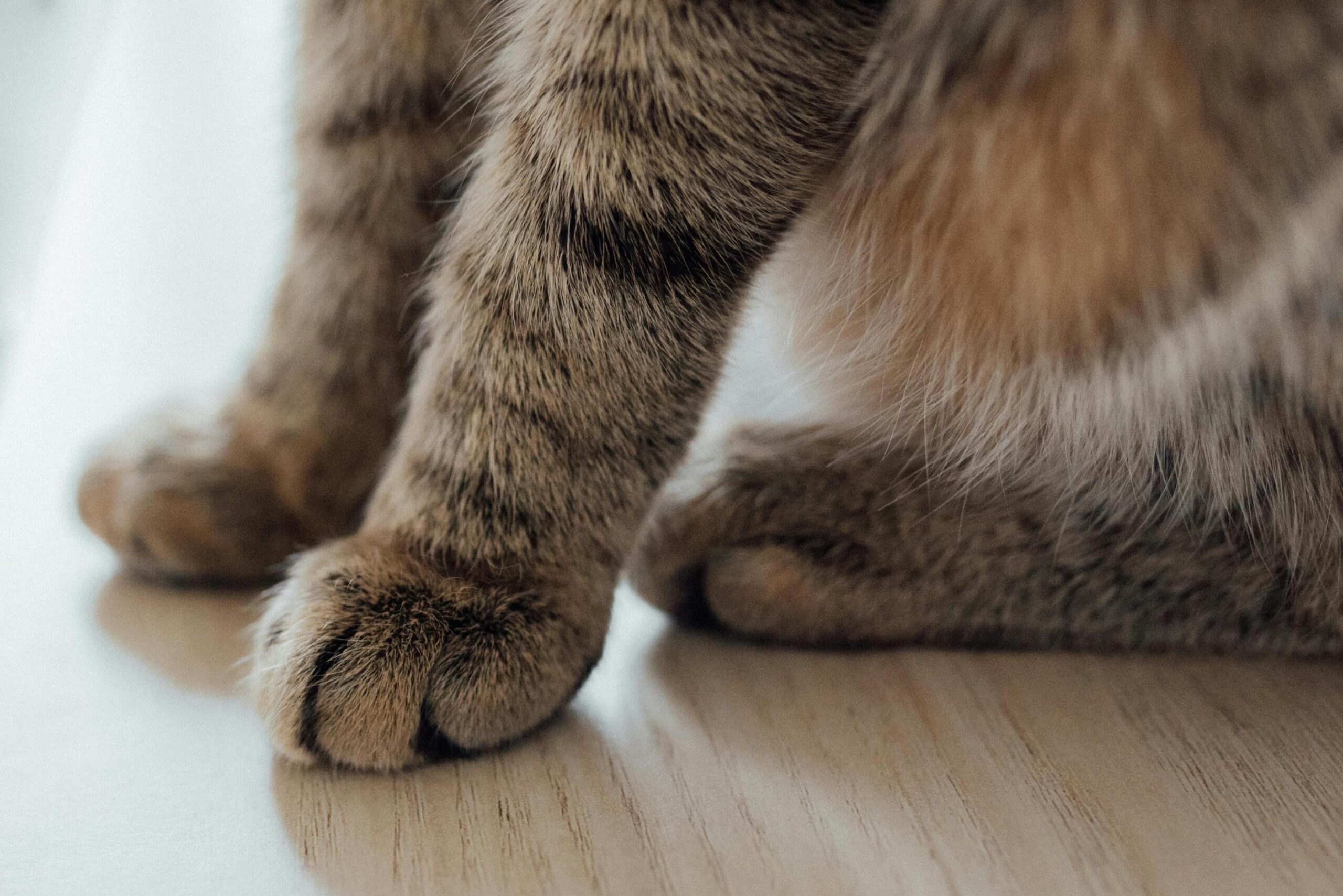 Cat paws