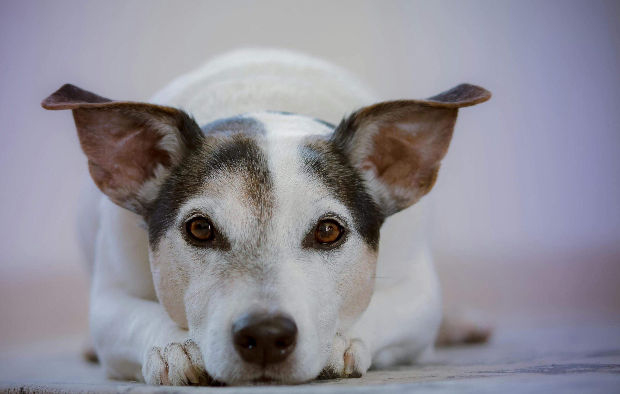 Dog with head resting on paws