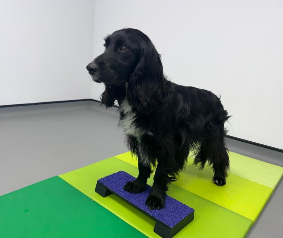 Buzz in the Physio Room