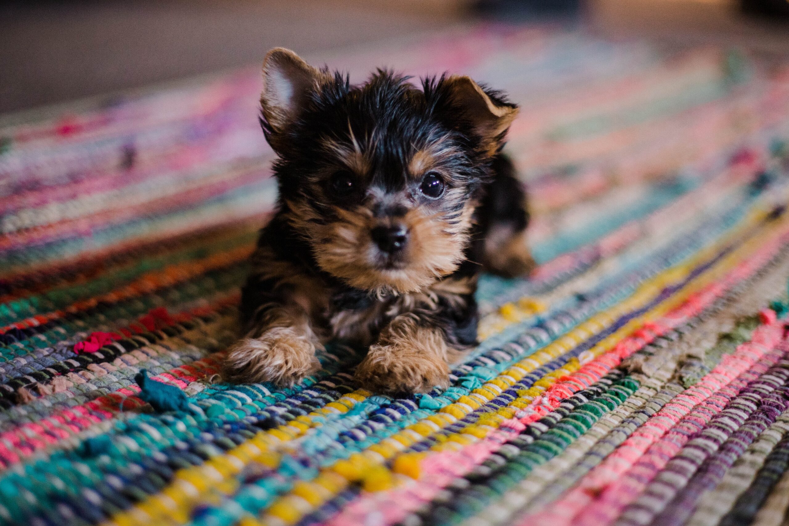 Cute puppy playing on a rug.
