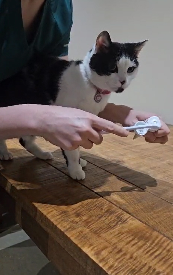 Dental Health - Cabbage Gets Her Teeth Brushed