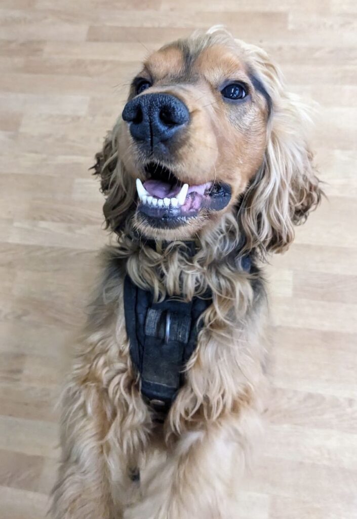 Dental Health - Colin Showing Off His Lovely Teeth