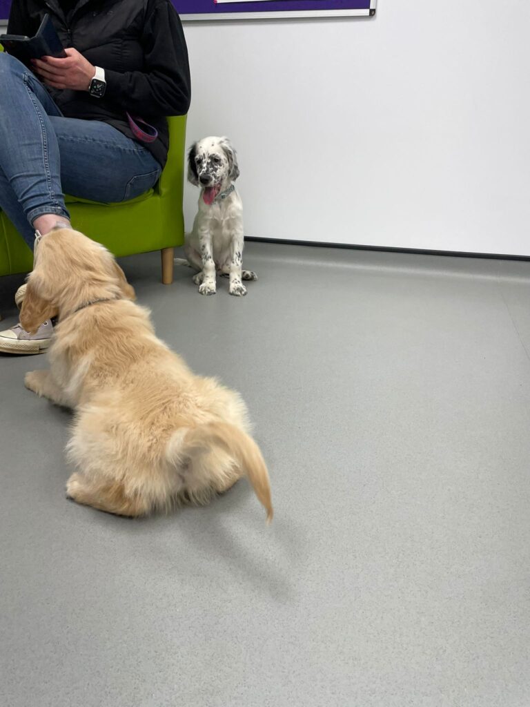 Puppy Socialisation Session for Mav and Chester