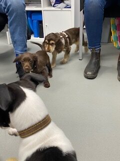 Puppy Socialisation Session Previous