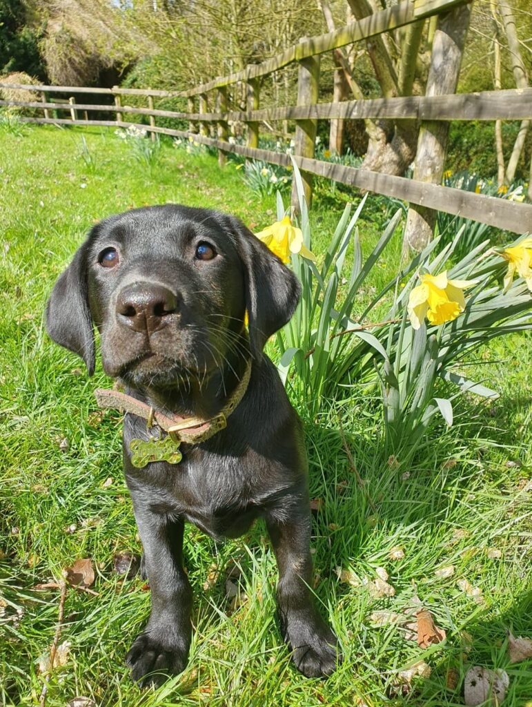 Ivy as a Puppy