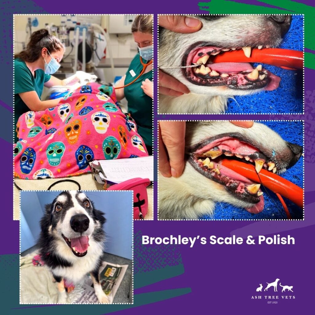 Brochley's Scale and Polish