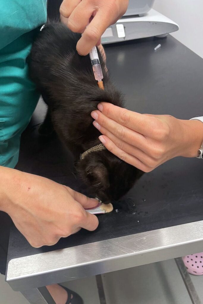 Cat Vaccination