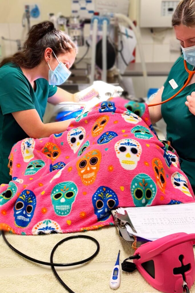 Lexi and Katie in surgery