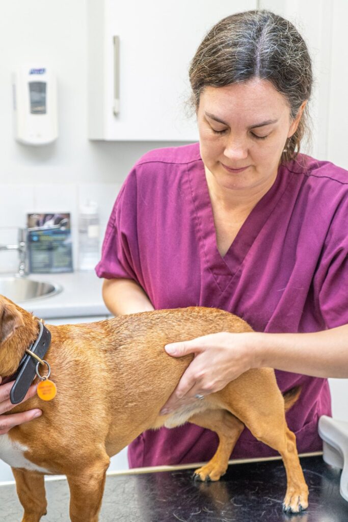 Vet Helen Performs a Health Check