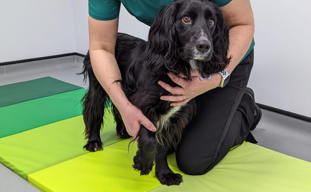 Buzz Having a Massage Treatment