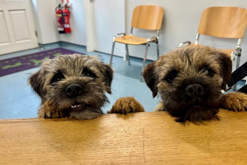 Friendly Faces