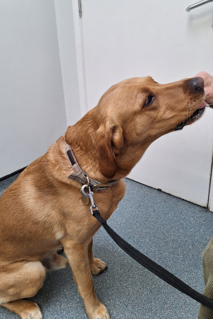 Murphy Gets Treats for Being Patient