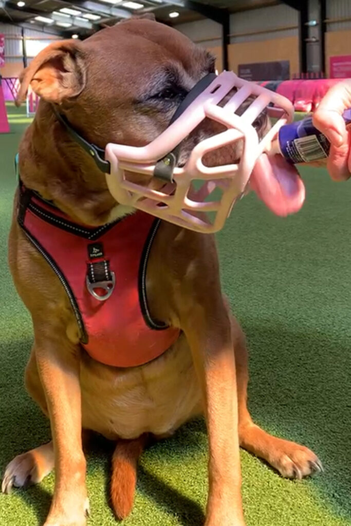Ruby's Muzzle Training