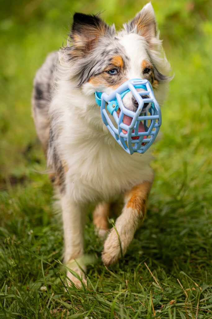 Stylish Muzzles from The Muzzle Movement