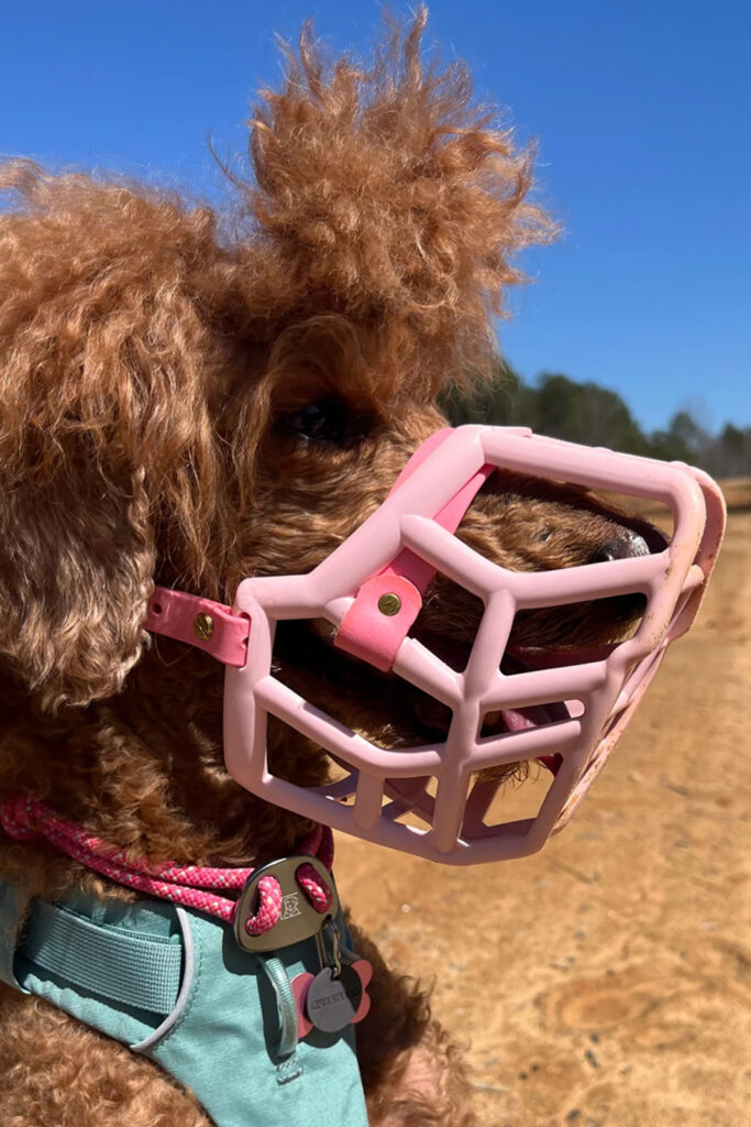 Stylish Muzzles from The Muzzle Movement